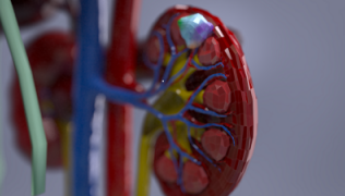Model of a kidney