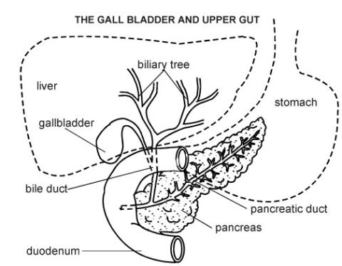 A line diagram of the biliary system. Labelled to show the location of the liver, gallbladder, biliary tree, stomach, bile duct, pancreas, pancreatic duct, bile duct and duodenum. This diagram is used with permission from EMIS 2009. 