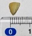 Image shows a small piece of almond, without the almond skin, on a flat surface. The almond is next to a ruler, showing the almond measures approximately 5mm in length.