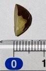 Image shows a small piece of Brazil nut, on a flat surface. The Brazil nut is next to a ruler, showing the nut measures approximately 5mm in length. 
