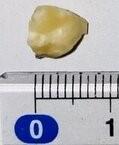 Image shows a small piece of hazelnut, on a flat surface. The hazelnut is next to a ruler, showing the nut measures approximately 5mm in length. 