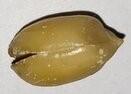 Image of one whole peanut on a flat surface. 