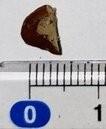 Image shows a small piece of pecan nut,  on a flat surface. The pecan nut is next to a ruler, showing the nut measures approximately 5mm in length. 