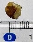 Image shows a small piece of walnut, without the shell, on a flat surface. The walnut is next to a ruler, showing the nut measures approximately 5mm in length. 