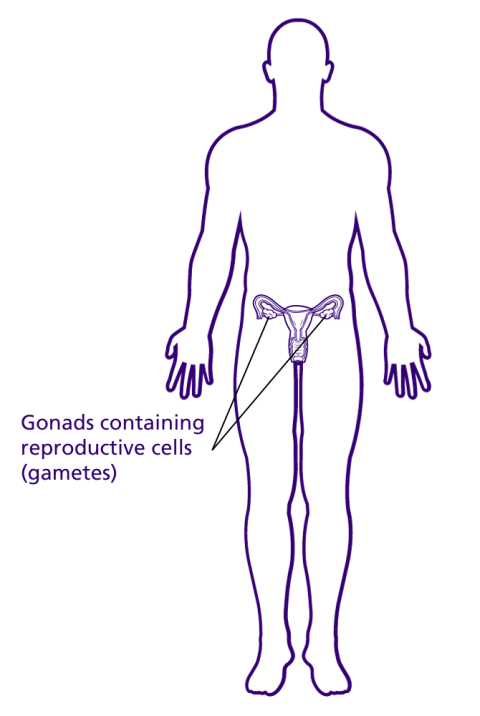 A graphic showing outline of a person with ovaries labelled as gonads containing reproductive cells