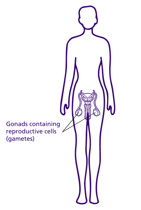 A graphic showing outline of a person with testicles labelled as gonads containing reproductive cells