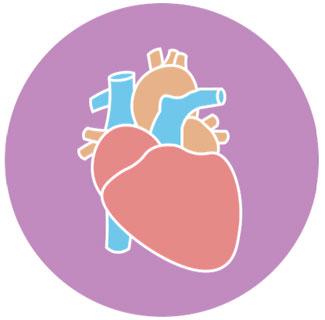 A cartoon of a human heart in front of a purple background